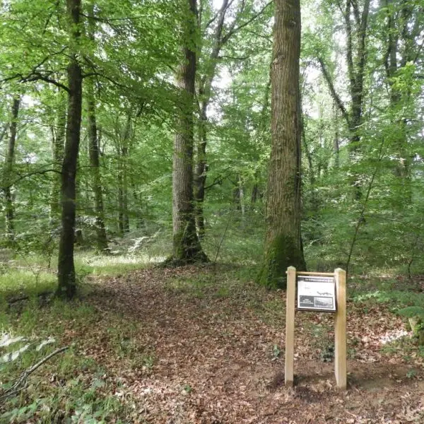 Les bateaux naissent en forêt
