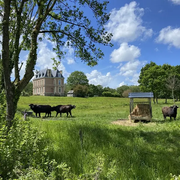 Buffles - Dol-de-Bretagne