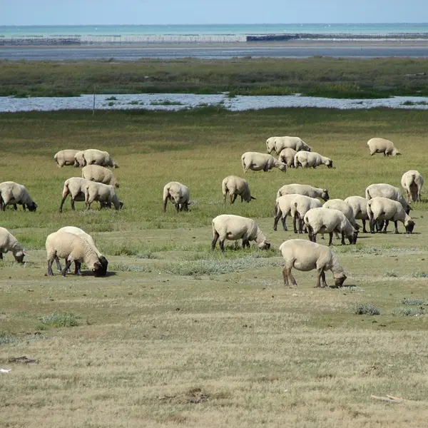 ©SMBMSM - Moutons de prés-salés