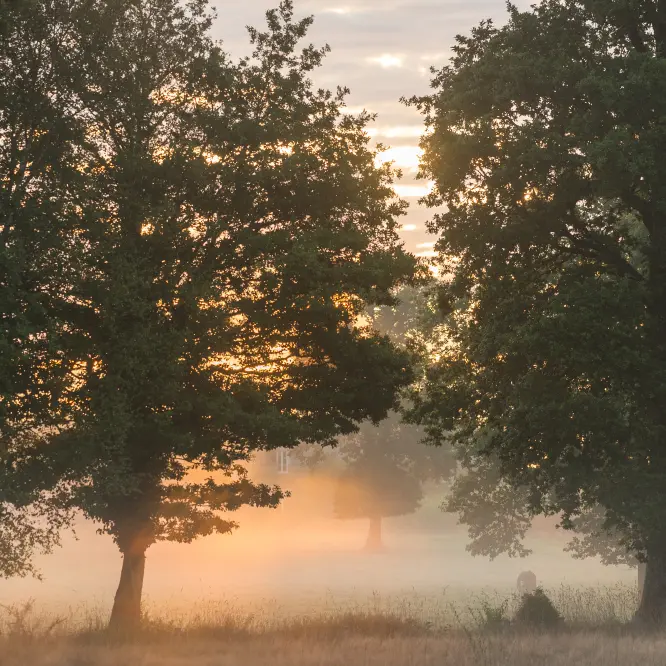 La tourbière de Landemarais