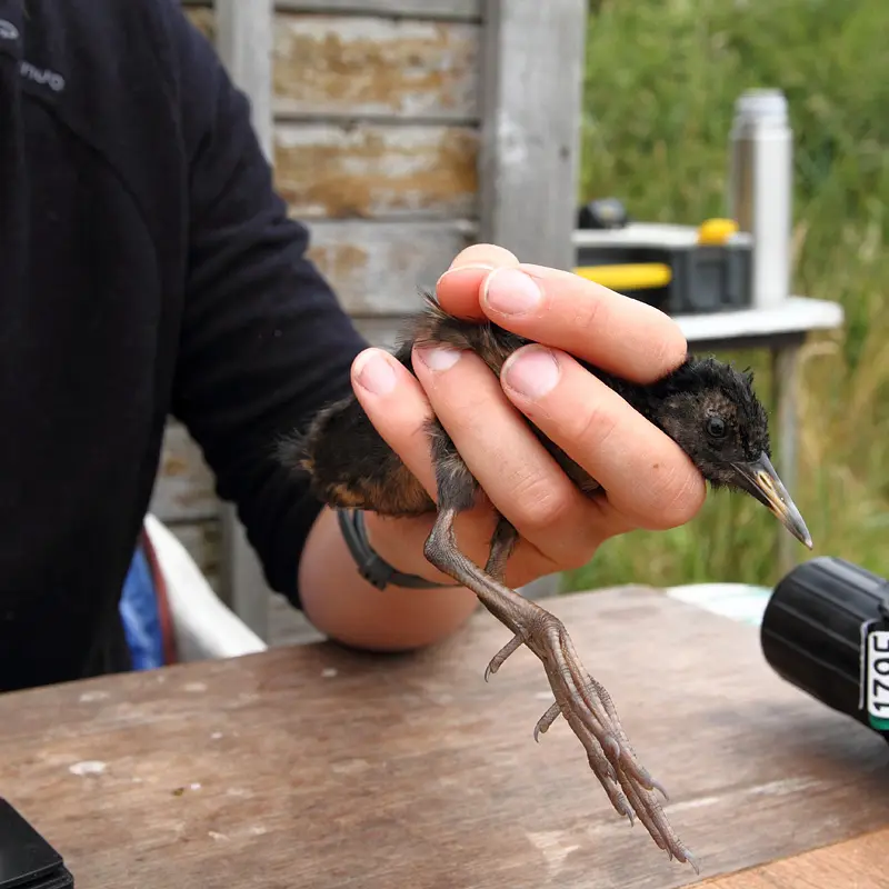 19_baguage rale d eau