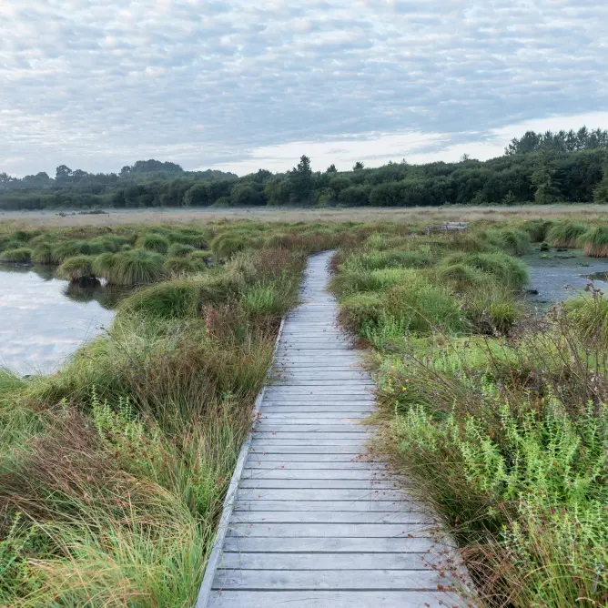 La tourbière de Landemarais