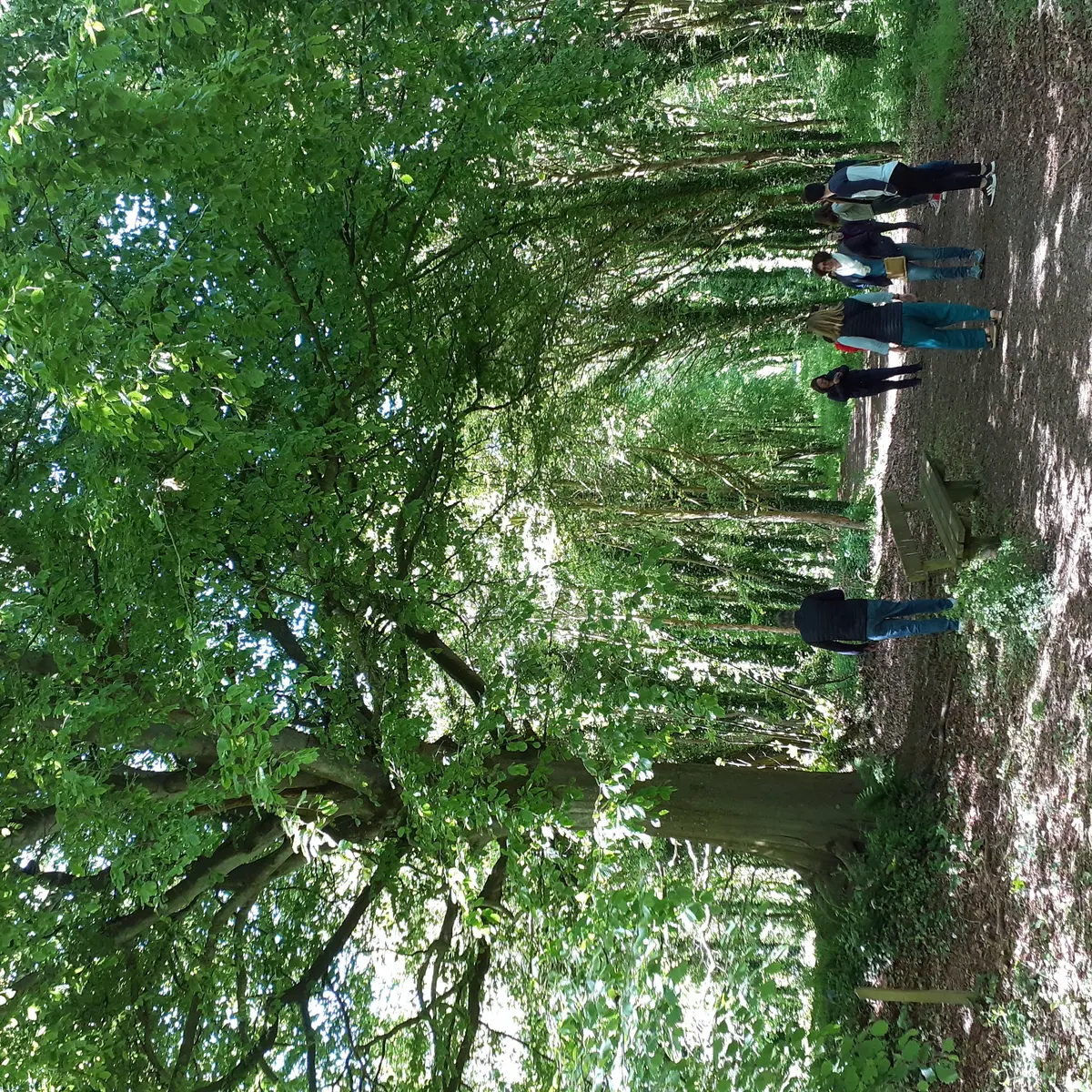 banc sous un hêtre - les chemins de l'eau