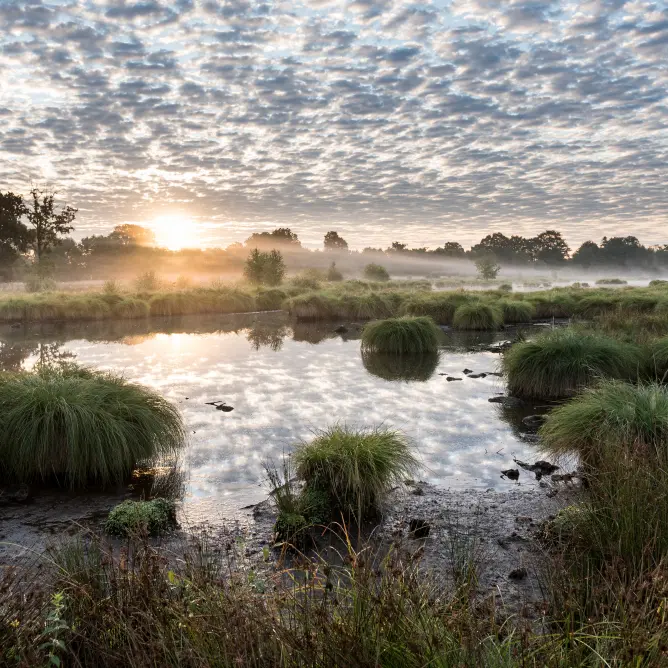 La tourbière de Landemarais