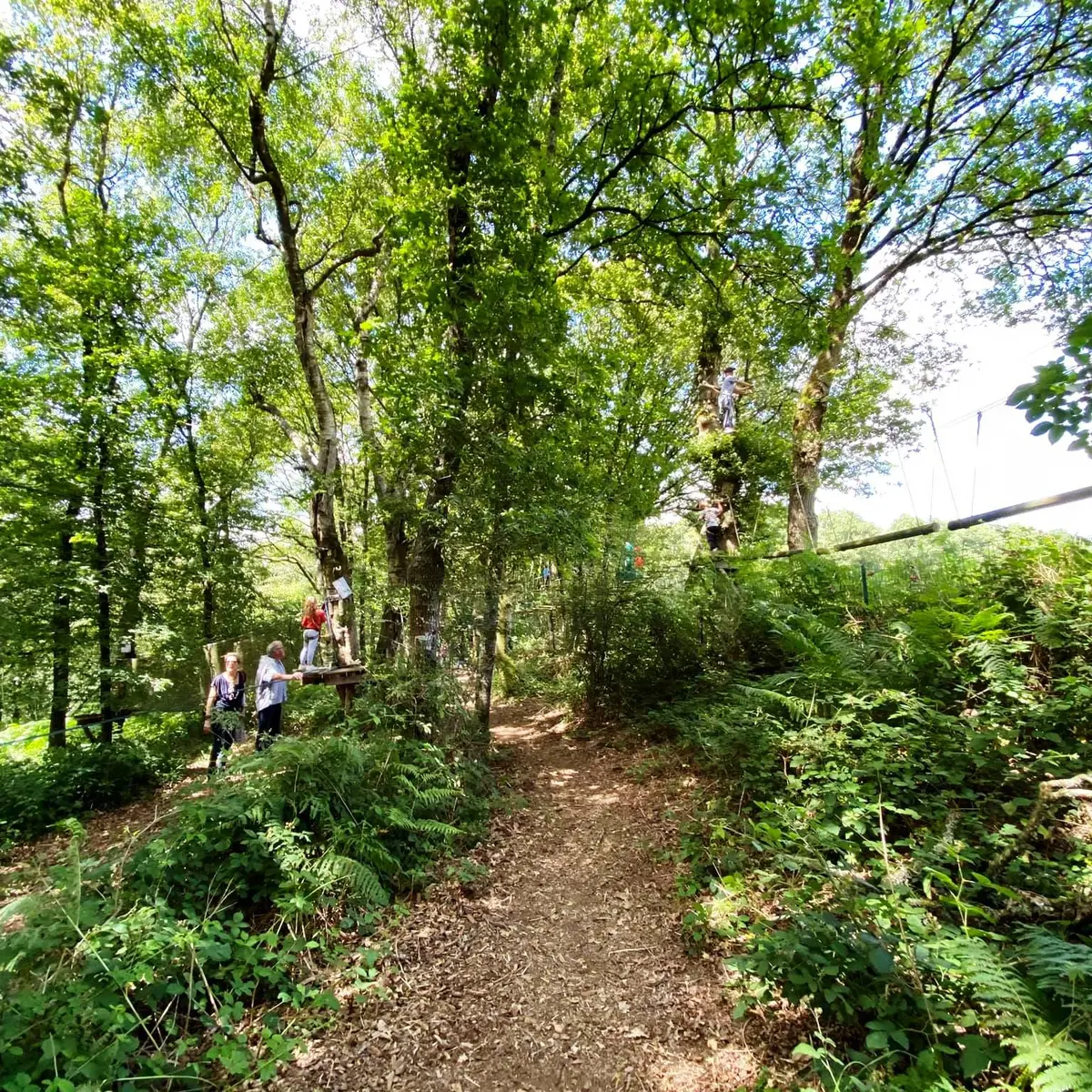 Ateliers dans les arbres