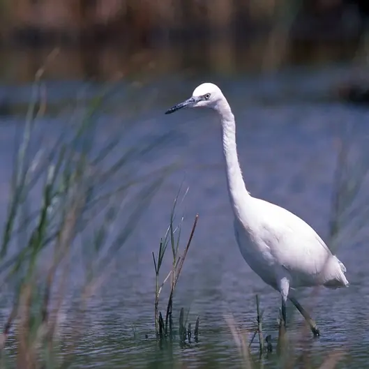 Aigrette garzette 02 PHOTOTHEQUE BRETAGNE VIVANTE (P.Chefson)