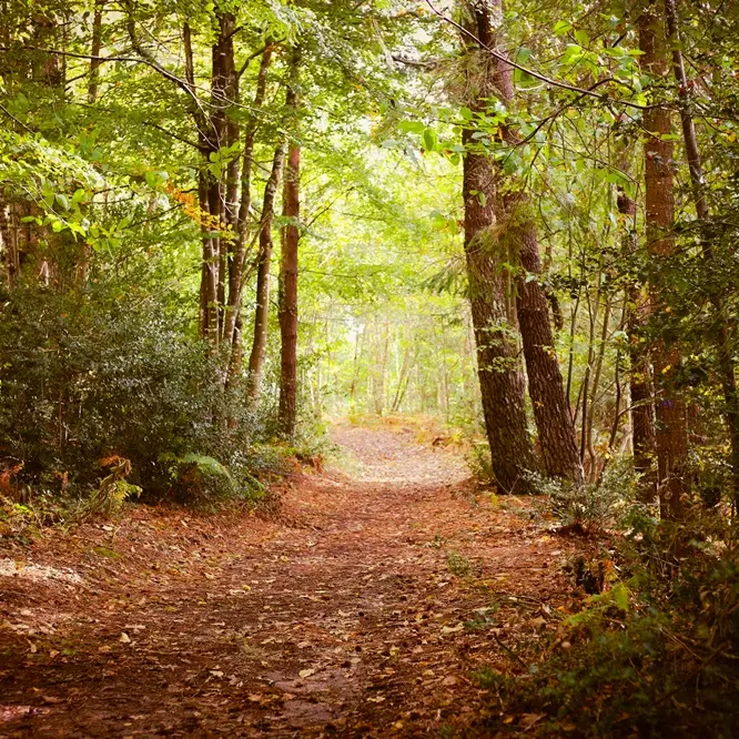 Rando Le Bois de Roscouré - Combrit - Pays Bigouden