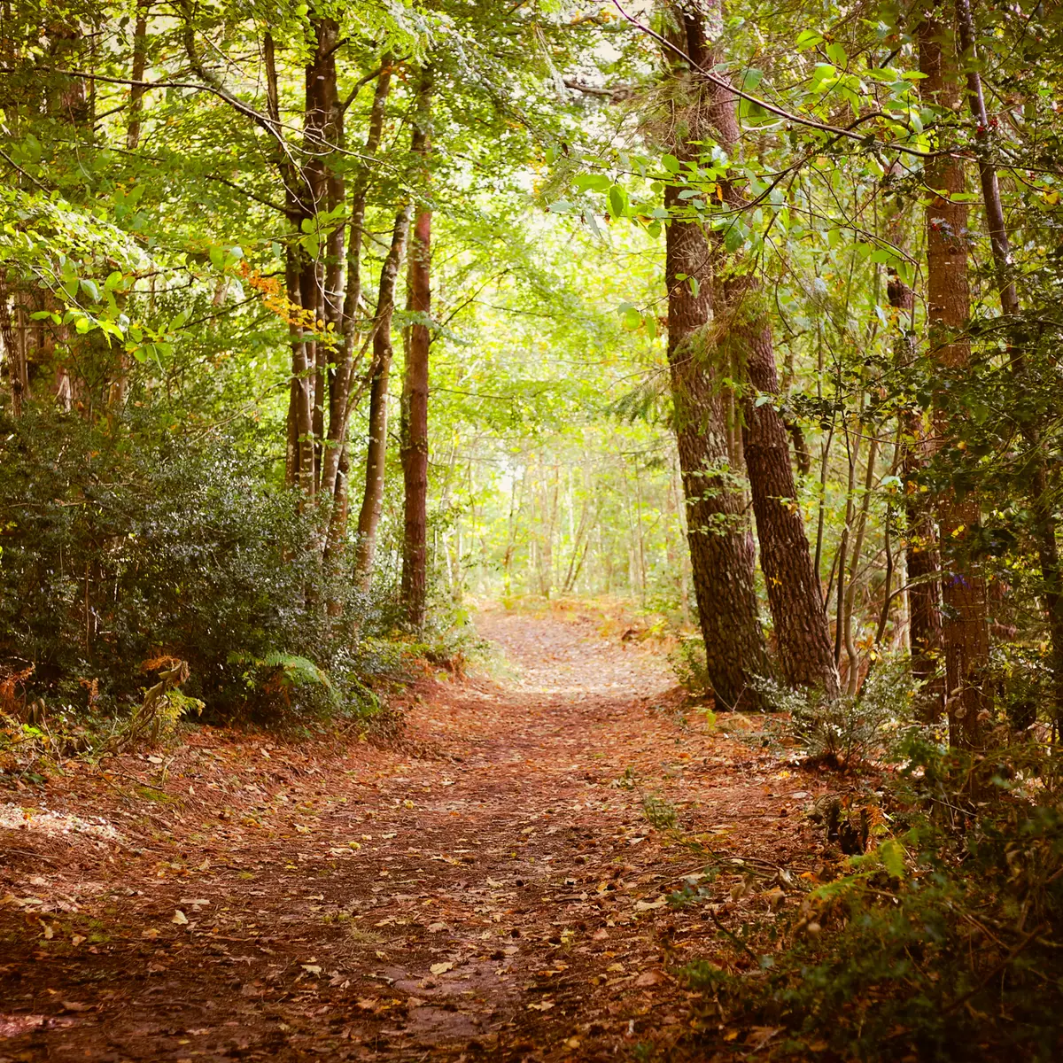 Bois de  Roscouré - Combrit - Pays Bigouden