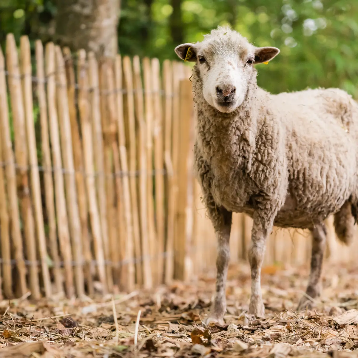 Brebis des Landes de Bretagne