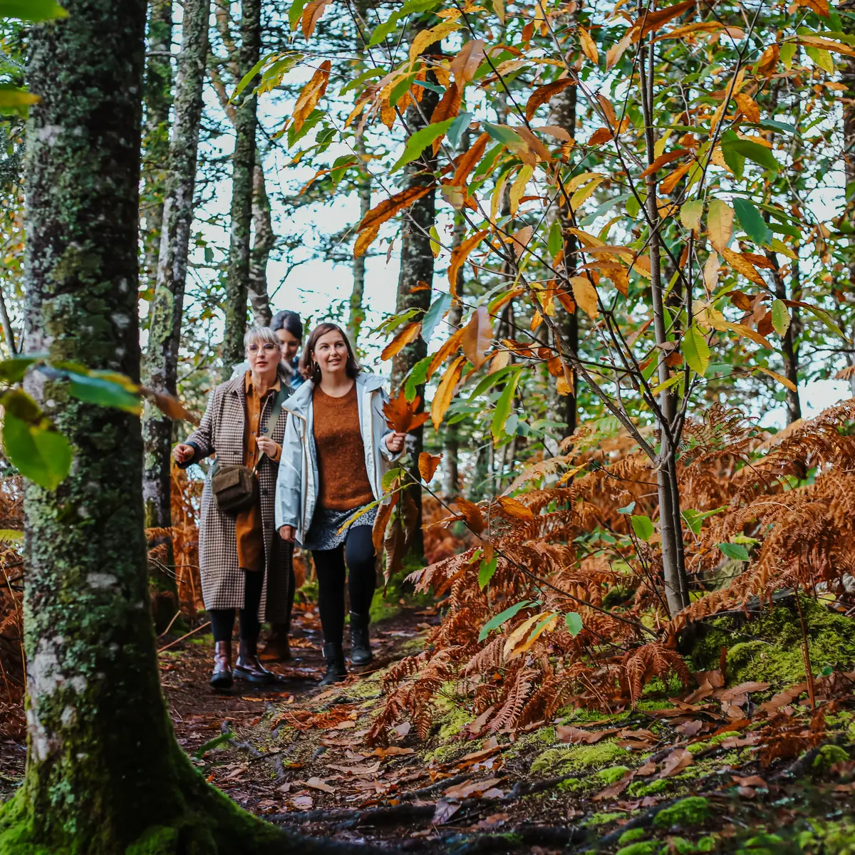 Bois de  Roscouré - Combrit - Pays Bigouden