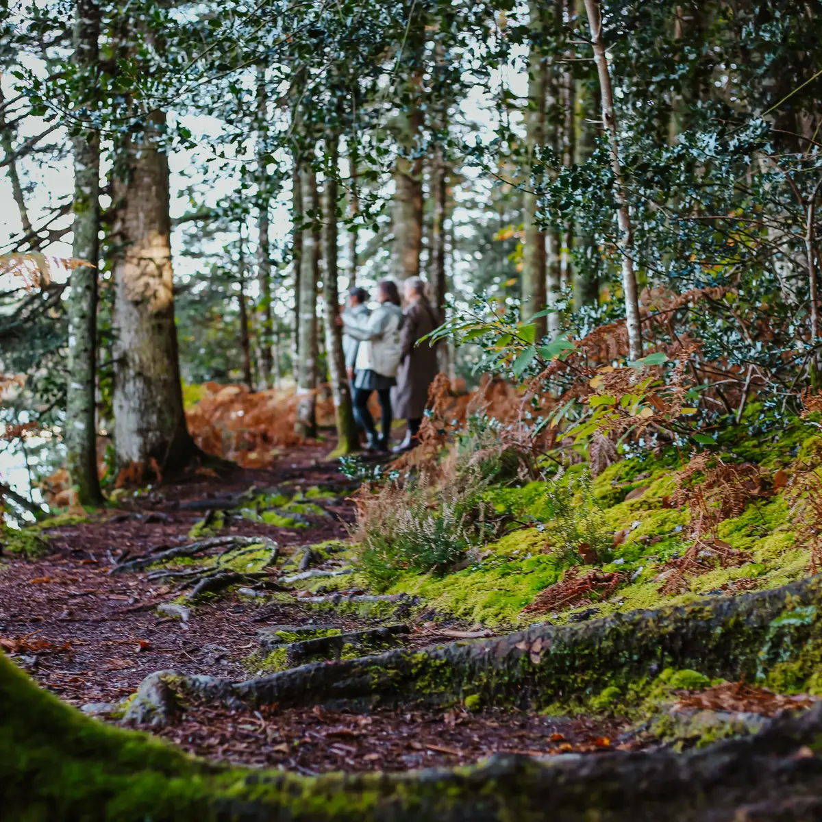 Bois de  Roscouré - Combrit - Pays Bigouden