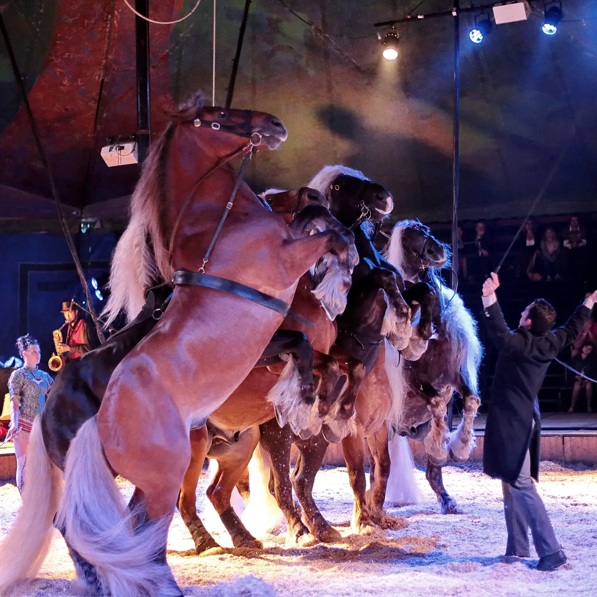 Spectacle équestre Cavale par la compagnie Jehol