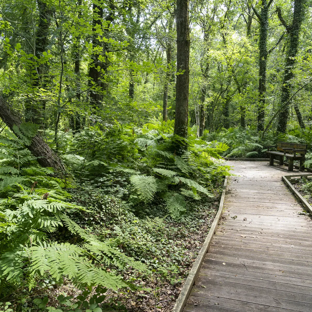 Elise FOURNIER - Bois du Névet PMR