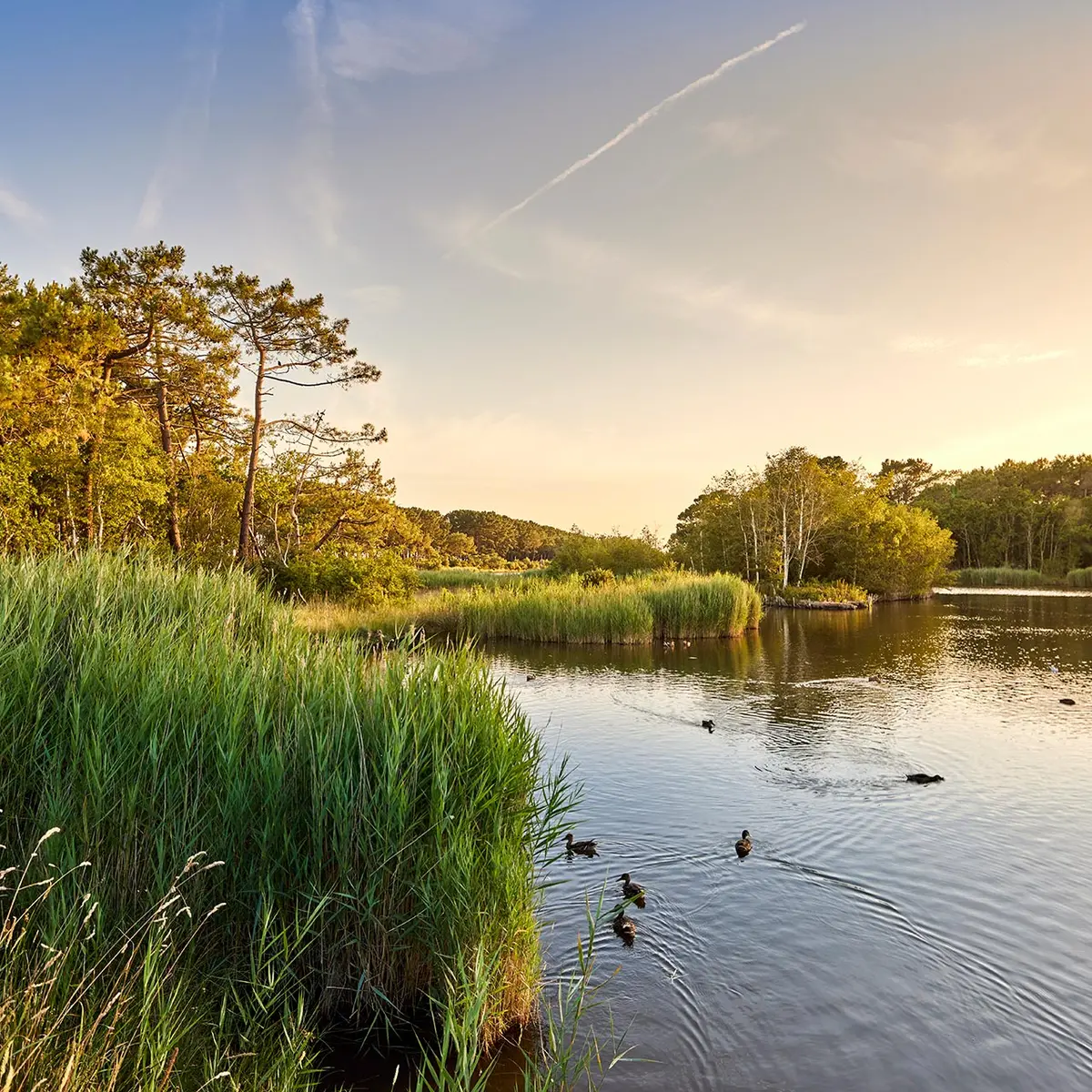 Marais de mousterlin