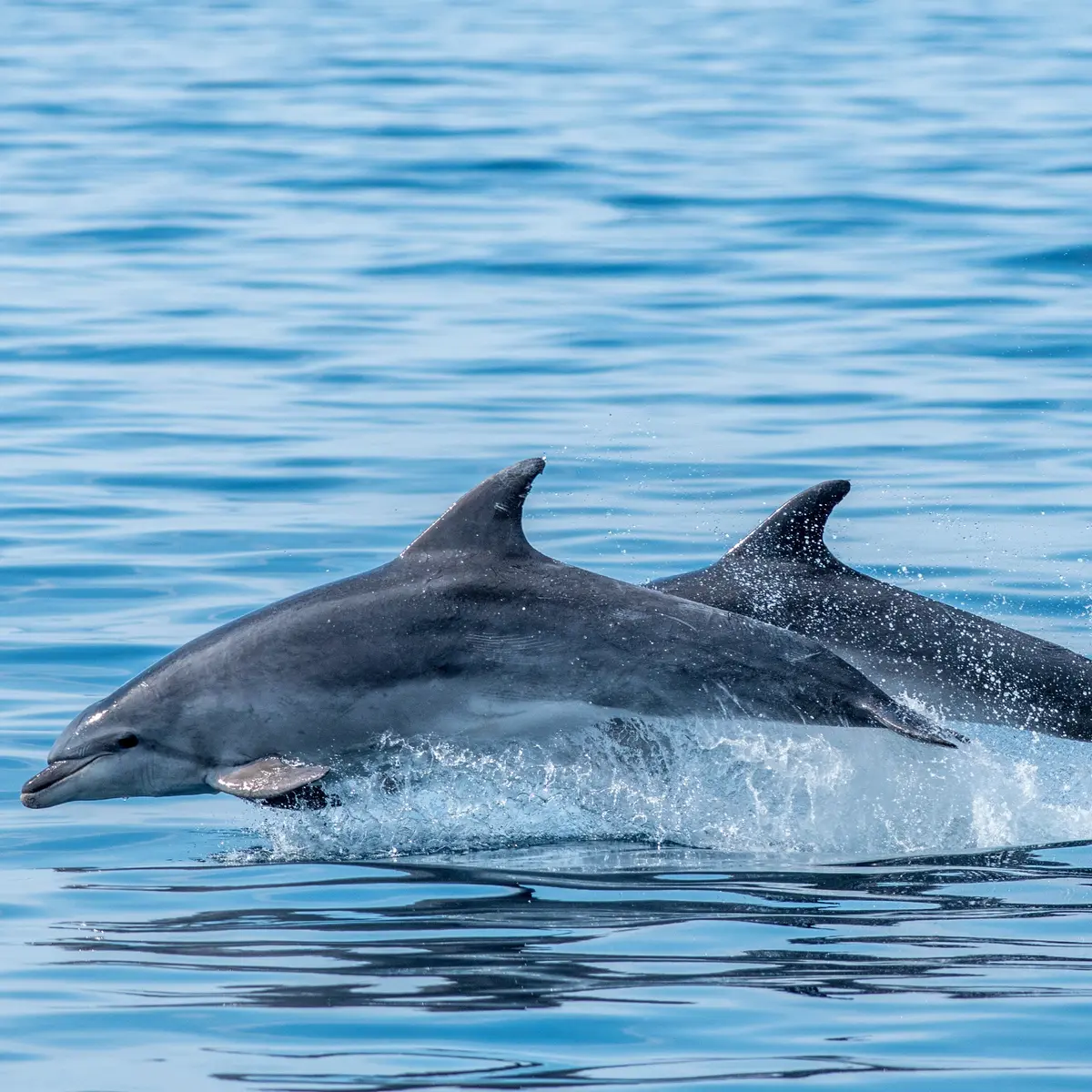 Faune-Ocean---PHOTO-PRINCIPALE---grand-dauphin---sebastien-roques