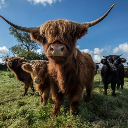 Ferme-Bastien-et-Sam-YC-01329