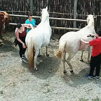 Centre équestre Ty Marc'h - Pouldreuzic - Bigoudenjoy
