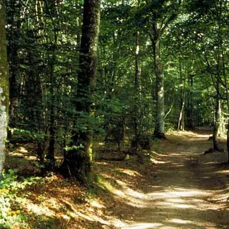 Forêt Domaniale du Mesnil