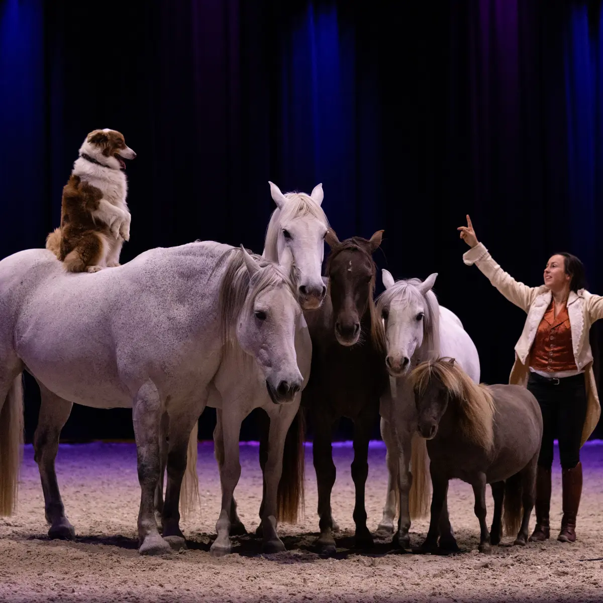 Haras National Hennebont©Johanne Caignec