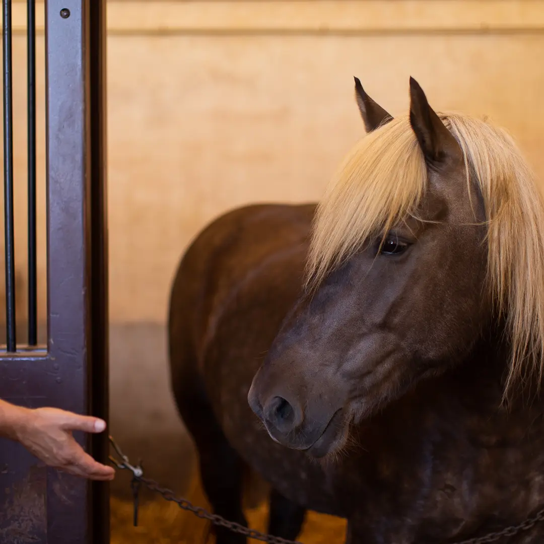 Haras National Hennebont©QAPTUR