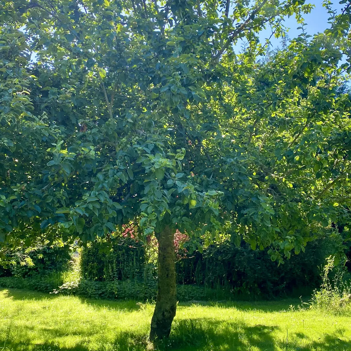 Mammenn distillerie - Pouldreuzic - Pays Bigouden