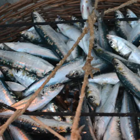 OTDZ - Douarnenez Port de pêche visite guidée - 11-07-2013 (74)