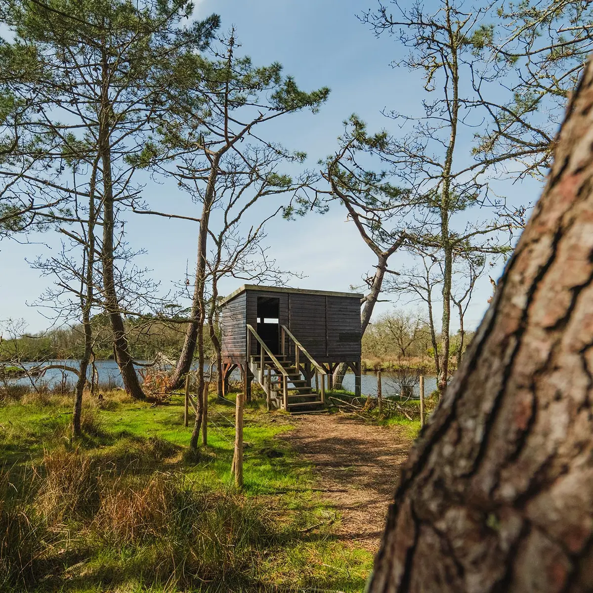 Observatoire-à-oiseaux-dans-le-marais-de-Mousterlin-à-Fouesnant
