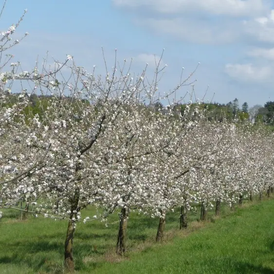 Cidrerie Paul Coïc à Plonéis