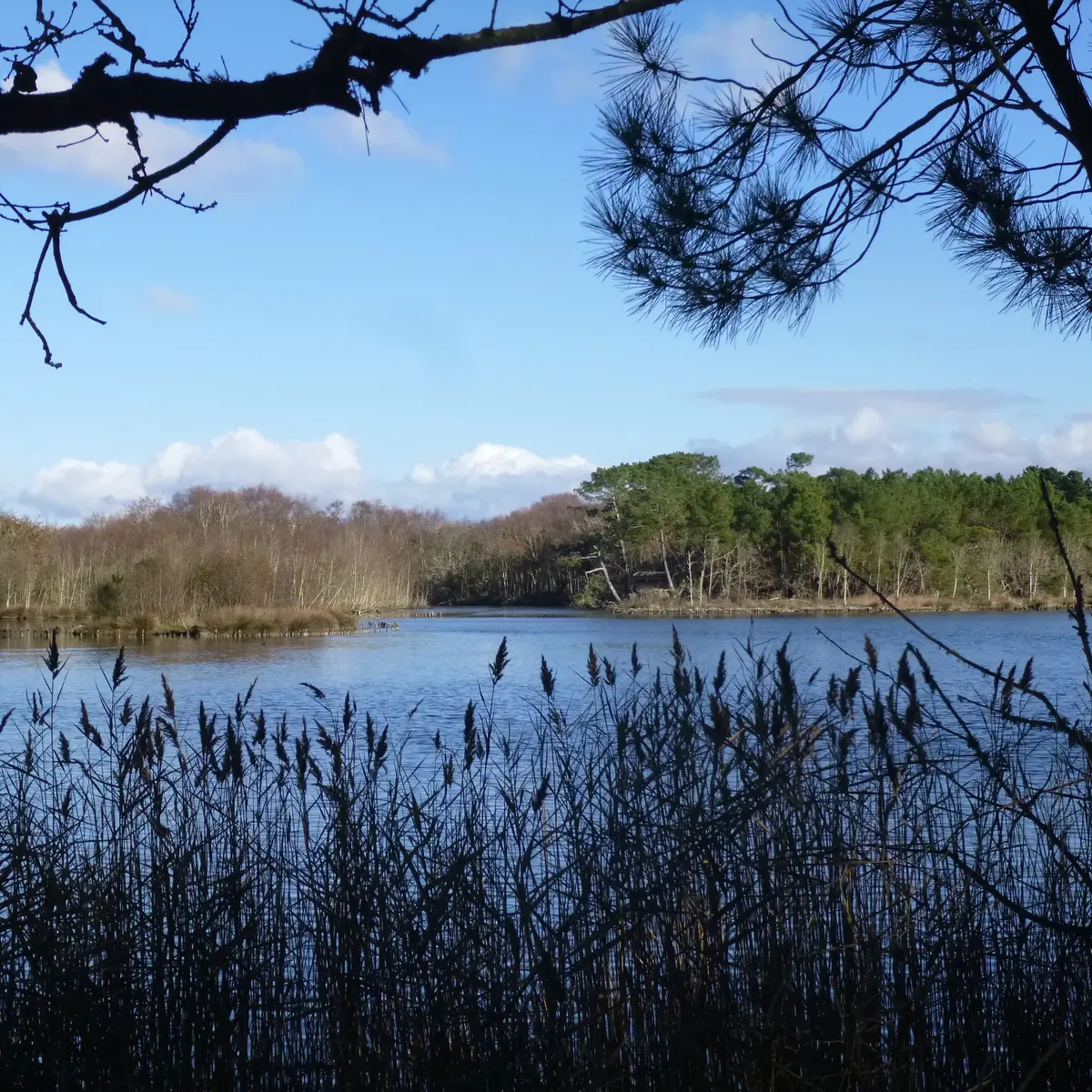 Marais de Mousterlin 4