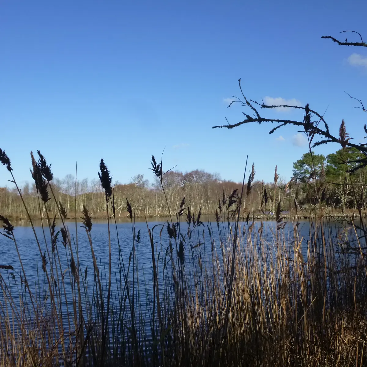 Marais de Mousterlin 2