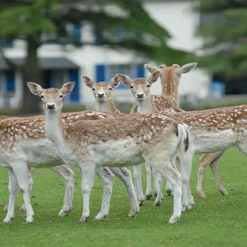 Parc du Quinquis