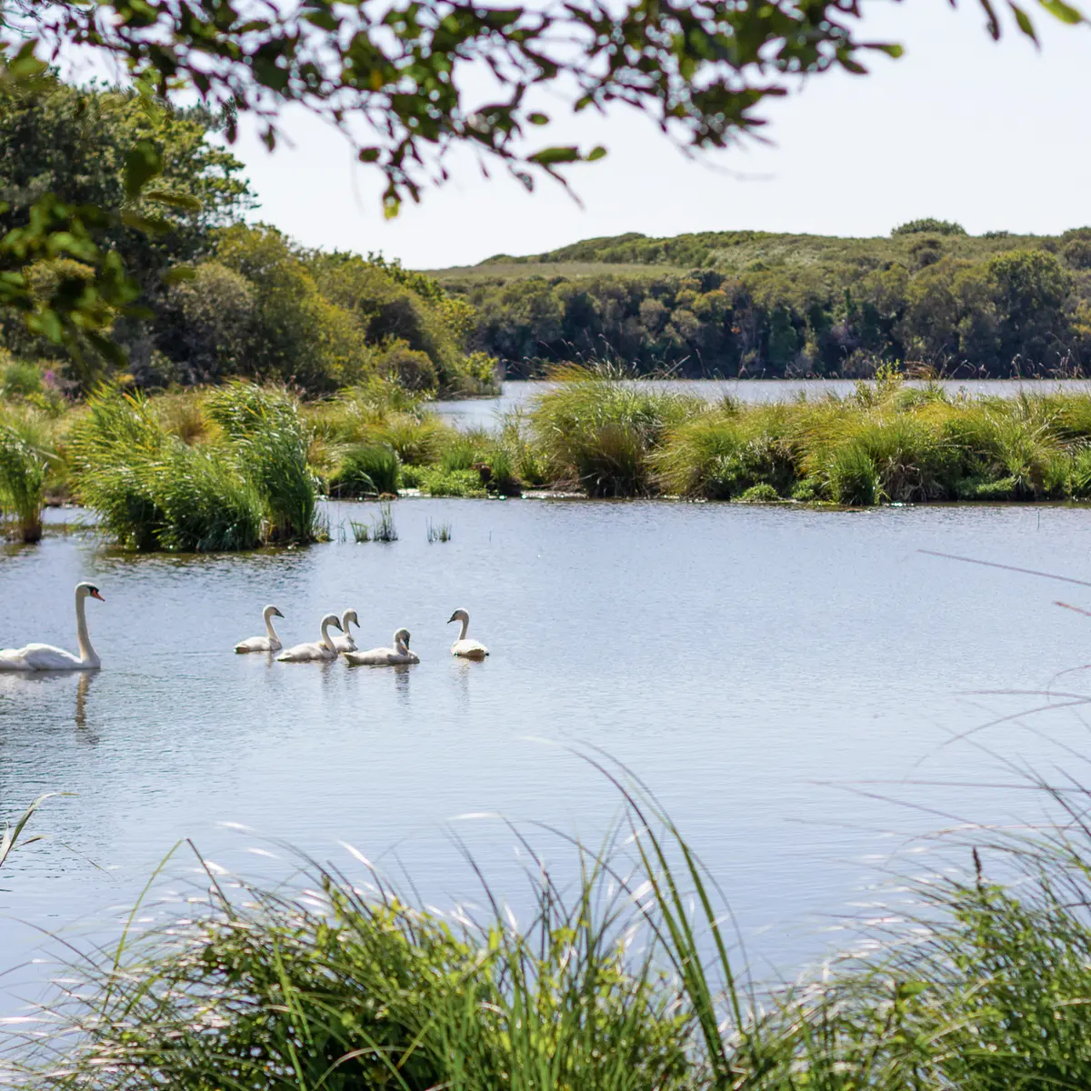 Etang de Trunvel - Treogat - Pays Bigouden
