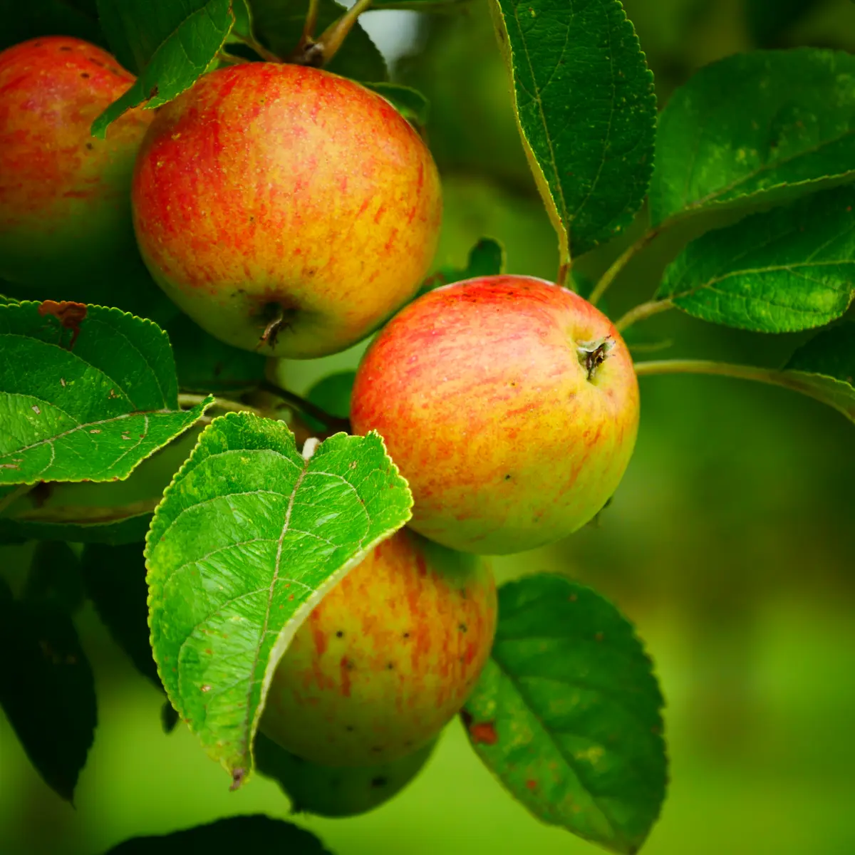 Pommes - Les Vergers de Kermao