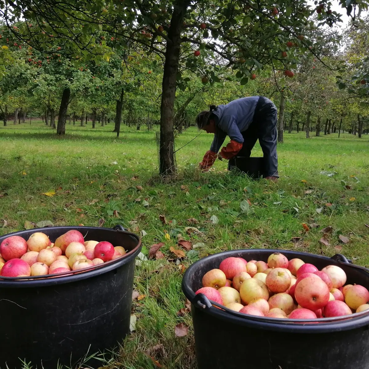 cidrerie maison de perguet 2