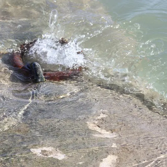 SADEC - Galerie - Saint-Malo