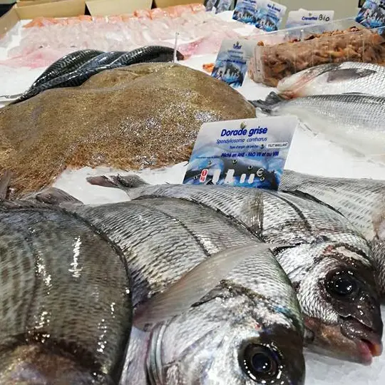 Les Poissons de Nicolas