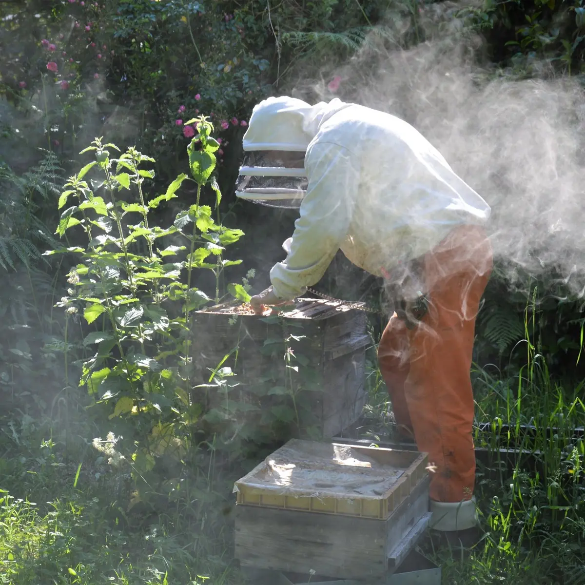 Apiculteur - Miellerie de Fouesnant