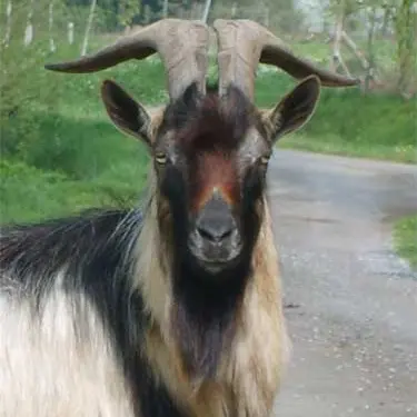 musee-paysannerie-baguer-morvan2