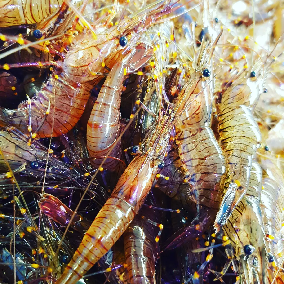 poissonnerie cabioch (12)