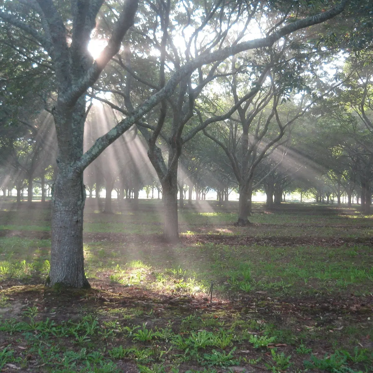Parc