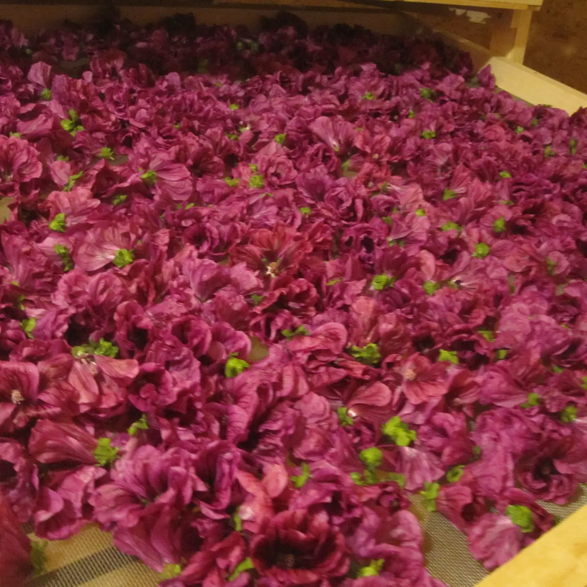 2026 - La Margueritte étoilée - Paussac St Vivien (2)