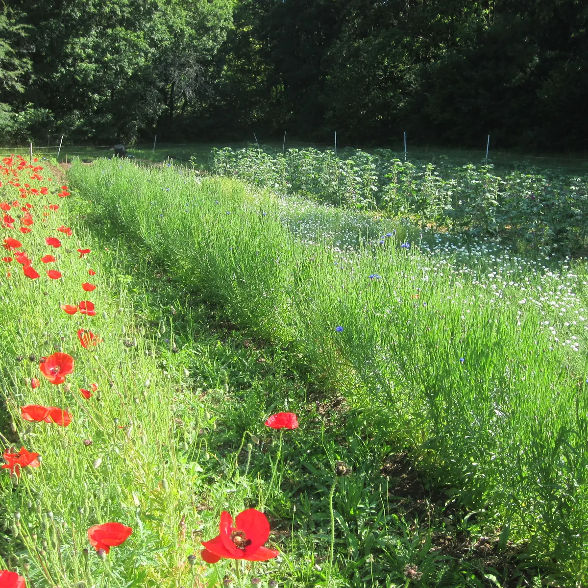 2026 - La Margueritte étoilée - Paussac St Vivien (3)