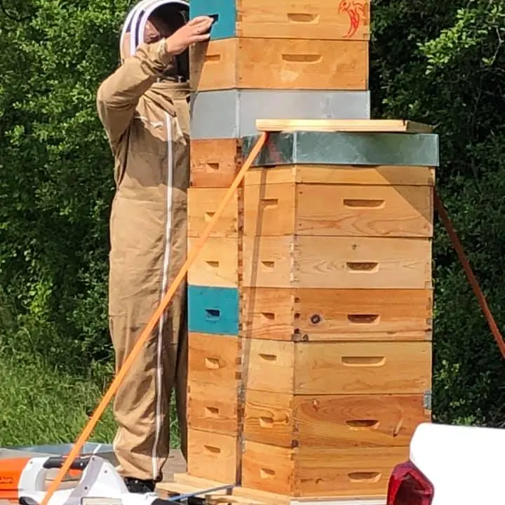 arts abeilles apiculture haras des stars saint-yrieix_1