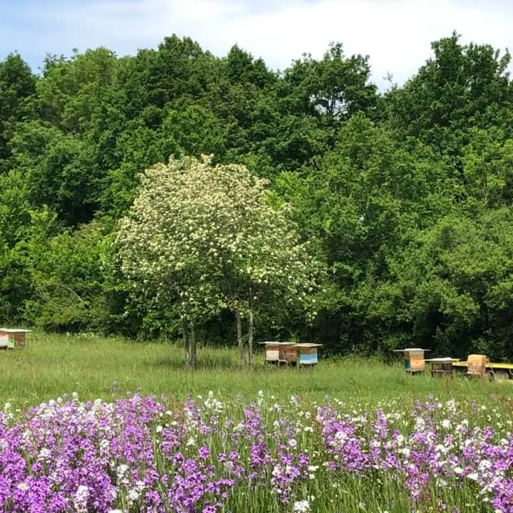 arts abeilles apiculture haras des stars saint-yrieix_2