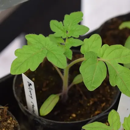 Plant de tomate
