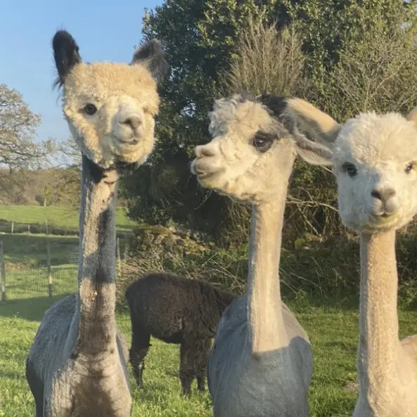 Alpaganie trio