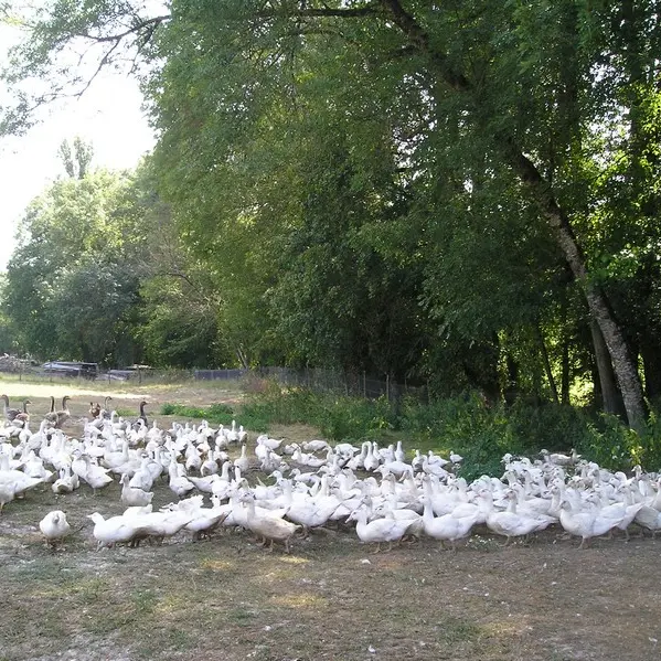 Canards Payenchet SIRT