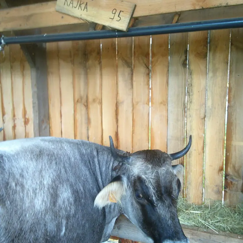 Vache