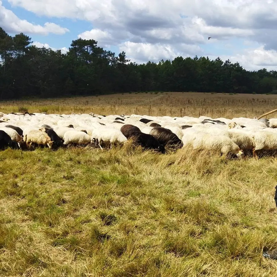 Visite de ferme - Didier-Pernet-Paturage-Itinrant-8