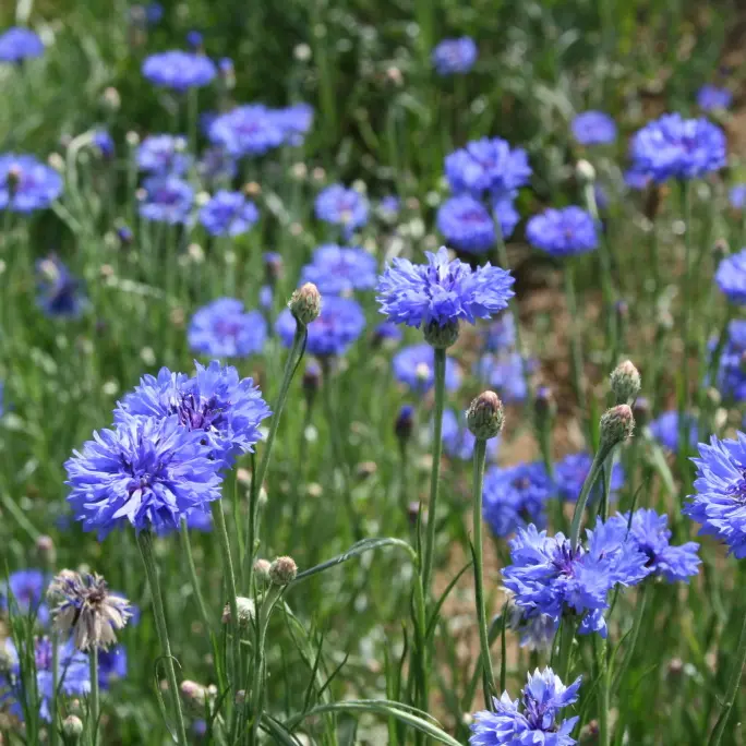 Ferme Alpa - bleuets